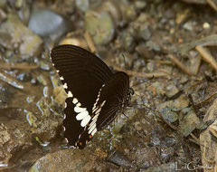 Papilio polytes alphenor
