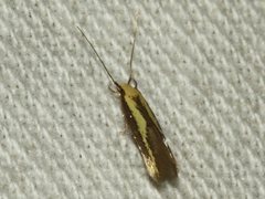 Opogona stenocraspeda