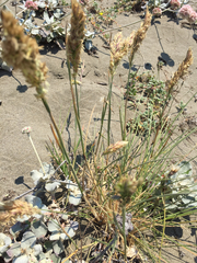 Poa macrantha