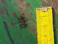 Aegomorphus clavipes