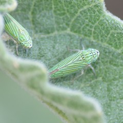Graphocephala cythura