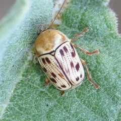 Cryptocephalus simulans