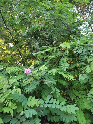 Image of Robinia viscosa by no rights reserved