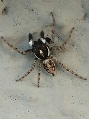 Menemerus semilimbatus
