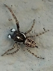 Menemerus semilimbatus