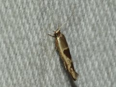 Stathmopoda megathyma