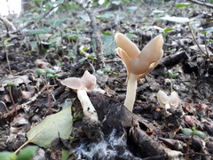 Helvella elastica