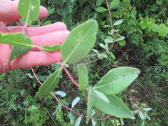 Lonicera sempervirens