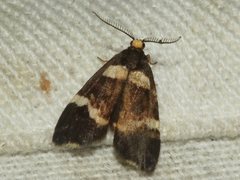 Thallarcha phalarota