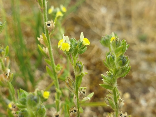 Image of Linaria arenaria by (c) Clément Maouche, some rights reserved (CC BY)