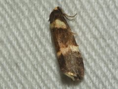 Thallarcha phalarota