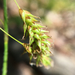 Chestnut Sedge - Photo (c) Ken Bosma, some rights reserved (CC BY-NC), uploaded by Ken Bosma
