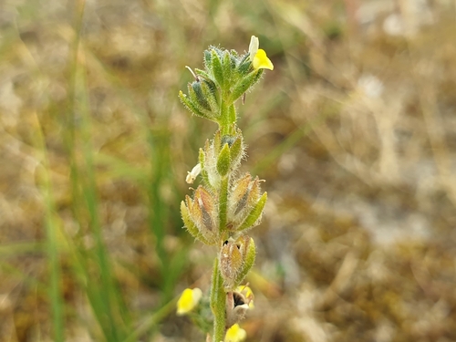 Image of Linaria arenaria by (c) Clément Maouche, some rights reserved (CC BY)