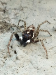 Menemerus semilimbatus