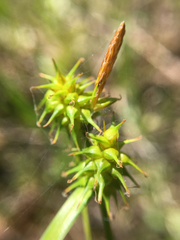 Carex flava