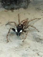 Menemerus semilimbatus