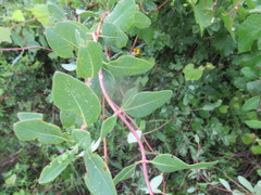 Lonicera sempervirens