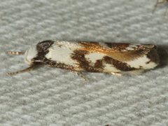 Cosmaresta anarrecta