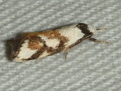 Cosmaresta anarrecta