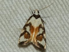 Cosmaresta anarrecta