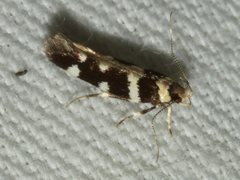 Macrobathra bigerella