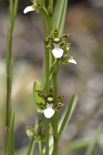 Zygopetalum microphytum