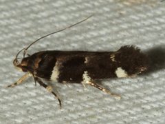 Macrobathra ceraunobola