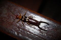 Forficula smyrnensis