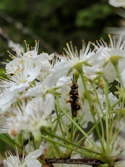 Nomada luteoloides