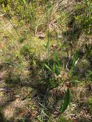 Sisyrinchium montanum