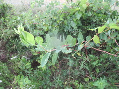 Lonicera sempervirens