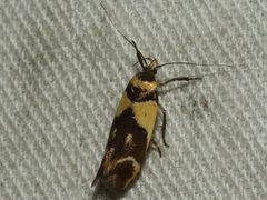 Macrobathra chrysotoxa