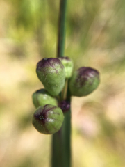 Sisyrinchium montanum