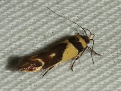 Macrobathra chrysotoxa