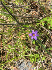 Sisyrinchium montanum