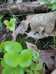 Hepatica americana