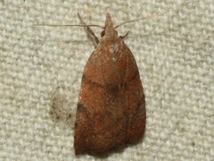 Tortricopsis euryphanella