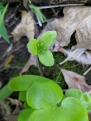 Hepatica americana