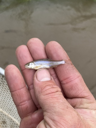 Miniellus multicorniculatus