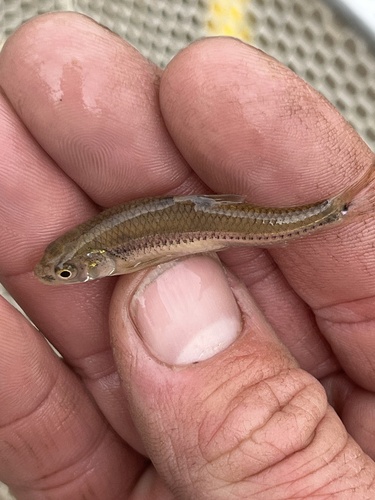 Miniellus multicorniculatus