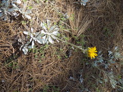 Packera candidissima