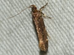 Macrobathra nephelomorpha