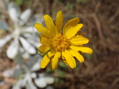 Packera candidissima