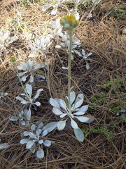 Packera candidissima