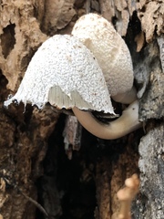 Coprinellus flocculosus