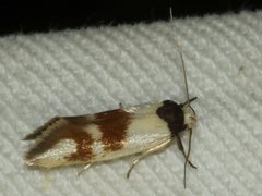 Antipterna trilicella