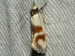 Antipterna trilicella