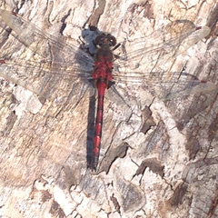 Leucorrhinia borealis