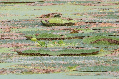 Euryale ferox, photograph 3