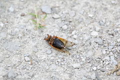 Magicicada cassinii